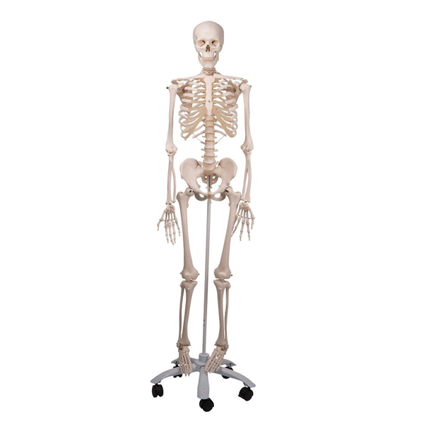 Esqueleto humano - Material escolar, oficina y nuevas tecnologias